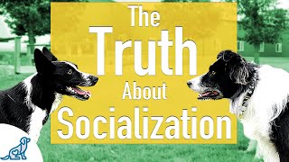 how to socialize dogs with other dogs